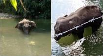 Menaga ganthi talk about elephant death 