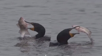 duck-swallows-big-fish-viral-video