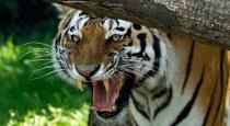 Tiger attack youngman who went forest with lover
