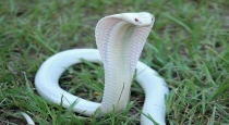rare-white-albino-cobra-snake-viral-video-coimbatore