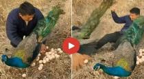 peacock-video