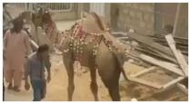 Camel video 
