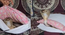 snake-suddenly-come-in-pillow-viral-video