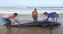 anakapalli-whale-beach-stranding