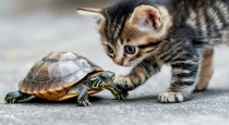 cat-and-turtle-funny-video