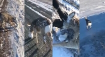 Deer injured by heavy snow 