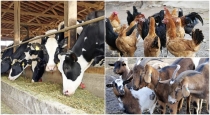 interest-free-loan-for-goat-cow-poultry-fish-farming-MEZLGF