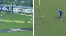 Dog entered ins va aus match Chennai cheppakam stadium 