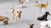 stray-dogs-attacked-and-killed-a-3-year-old-boy-infront