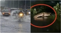 crocodile-crossing-a-road-in-chennai