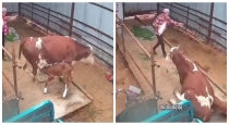 Cow-sits-on-calf-viral-video