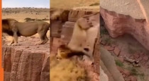 ai-generated-lion-goat-viral-video