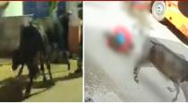 bull-attacked-a-women-and-ran-viral-video