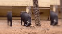 buffalo-saved-a-tortoise