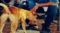 Aksay kumar feeds bisuit to street dog