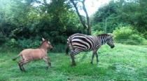 zebra-donkey-mixed-baby-animal-name-zonkey