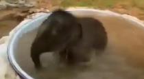 elephant-bath-video-viral