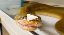 Snake smiling video viral 