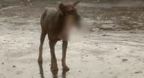 Dog found and chewing severed hand of accident patient