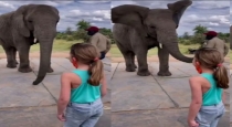 elephant-dance-after-seeing-girl-dance-video-viral