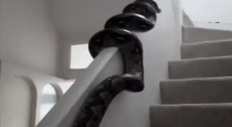 Snake went up to upstairs video viral