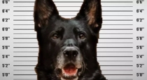 police-officer-gave-petition-to-police-dog-in-america