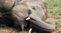 odisha-forest-elephant-died-due-to-hit-by-express-train