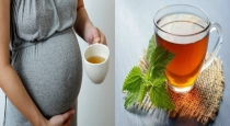 Pregnant Women Should Avoid Mint Tea 