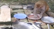 monkey-vessel-washing-video-viral