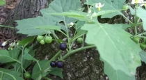 benefits-of-manathakkali-keerai