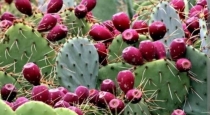 Cactus fruit benefits 