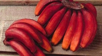 Benefits of eating red banana at twenty one days