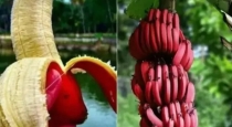 Benefits of eating red banana 