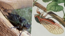 cicadas-insects-upper-part-of-the-earth