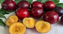 plums-fruit-benefits
