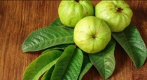 Health benefits of eating guava leaf at 21 days