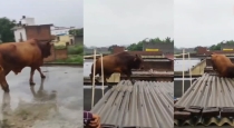 Stray-bull-falls-from-shop-roof-muzaffarnagar