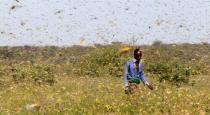 locust have entered in rajasthan 