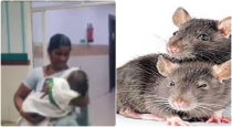 telangana-baby-died-rat-bite-on-nose