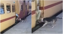 Stray dogs warning train passengers 