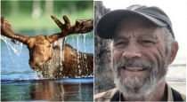in US Alaska Moose Kills 70 Aged Man 