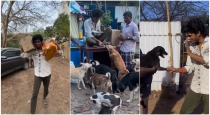 KPY adopted 150 stray dogs
