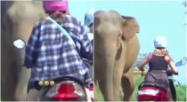 a-elephant-step-backward-while-they-see-scooty-girl