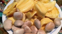 Jackfruit Seeds Benefits: Amazing Health Benefits of Jackfruit Seeds You Should Know