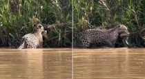 jaguar-anaconda-fight-viral-video
