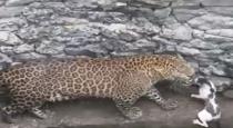 cat-fight-with-leopard