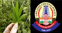 Chennai Delivery Youngster Ganja Sales 