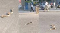 Karnataka cobra crossing road viral video