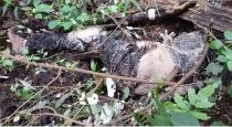 Dindigul Kodaikanal Youngster Slipped form 1500 feet Rock Body Identified 