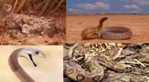 most-dangerous-snakes-world
